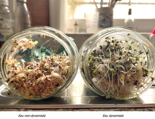 graines-moutarde-eau-dynamisee Biodynamizer